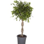 Tall Twisted Ficus Plant