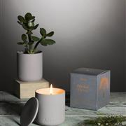 Persian Thyme Candle