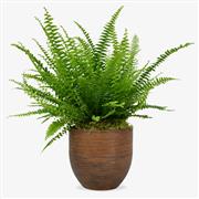 Planted Fern 