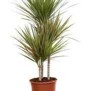 Dracena Plant